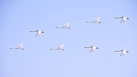 《勇者斗恶龙10离线版》新情报 8大转职职业公开